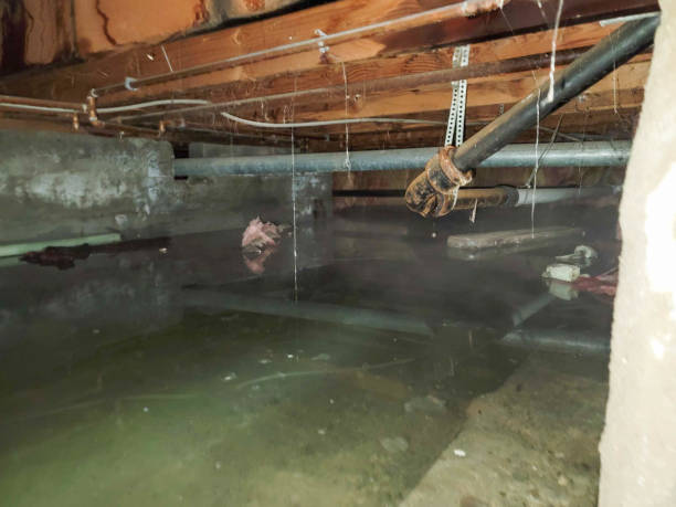 Best Mold removal after water damage  in Manchester Center, VT